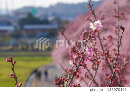 春爛漫の足柄：一ノ堰ハラネを彩る満開の桜ロード 123970161