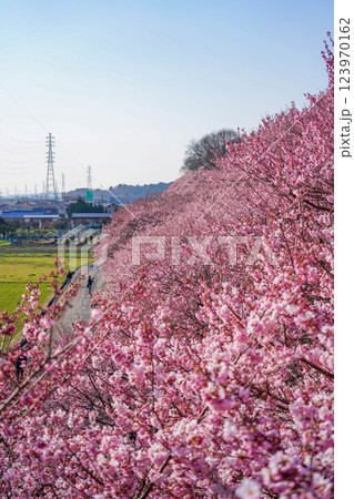 春爛漫の足柄:一ノ堰ハラネを彩る満開の桜ロード 春爛漫の足柄:一ノ堰ハラネを彩る満開の桜ロード 123970162