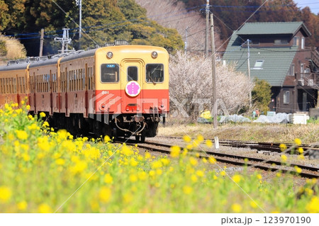 小湊鐵道「菜の花咲く沿線風景を走る列車」 123970190