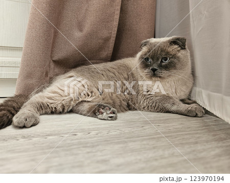 A gray Scottish Fold cat in the corner of the room. 123970194