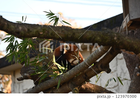綺麗な茶色の体毛の可愛いレッサーパンダ 123970300
