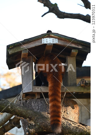 綺麗な茶色の体毛の可愛いレッサーパンダ 綺麗な茶色の体毛の可愛いレッサーパンダ 123970311