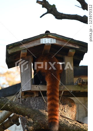 綺麗な茶色の体毛の可愛いレッサーパンダ 綺麗な茶色の体毛の可愛いレッサーパンダ 123970312