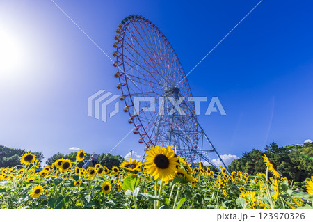 向日葵と観覧車 葛西臨海公園 向日葵と観覧車 葛西臨海公園 123970326