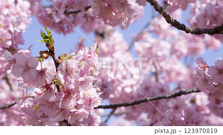 青空に映える、満開のピンクの河津桜 背景 青空に映える、満開のピンクの河津桜 背景 123970819