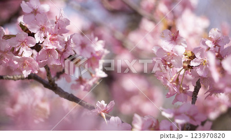 春爛漫！淡いピンクの河津桜景色 123970820
