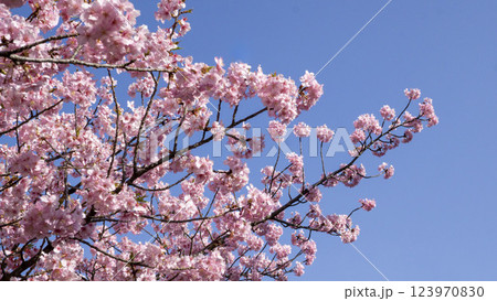 青空に映える、満開のピンクの河津桜 青空に映える、満開のピンクの河津桜 123970830