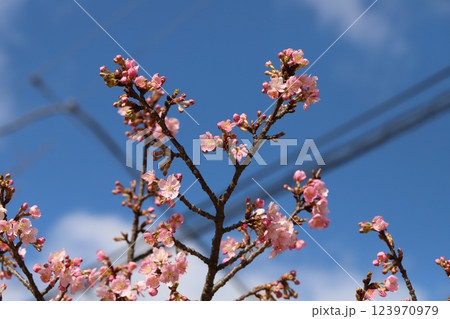 早春の公園に咲くピンク色のカワヅザクラの花 早春の公園に咲くピンク色のカワヅザクラの花 123970979