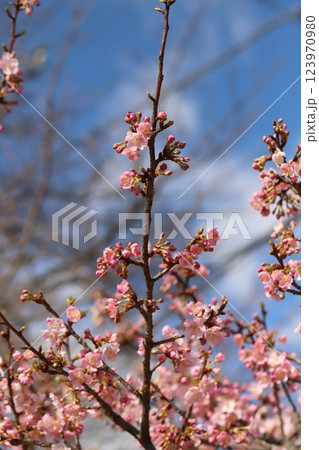 早春の公園に咲くピンク色のカワヅザクラの花 早春の公園に咲くピンク色のカワヅザクラの花 123970980