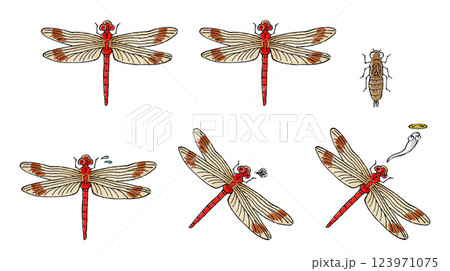 赤トンボセット 123971075