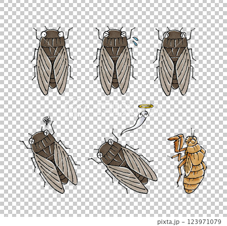 Cicada set 123971079