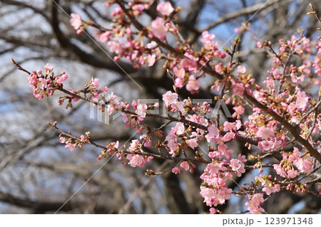 早春の公園に咲くピンク色のカワヅザクラの花 123971348