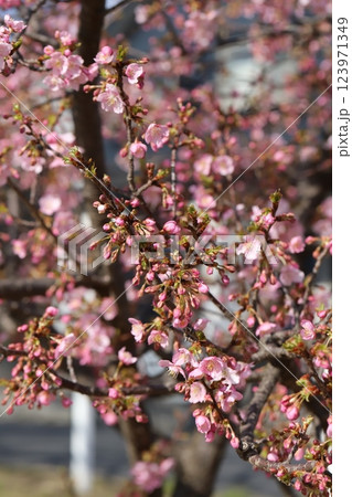 早春の公園に咲くピンク色のカワヅザクラの花 早春の公園に咲くピンク色のカワヅザクラの花 123971349