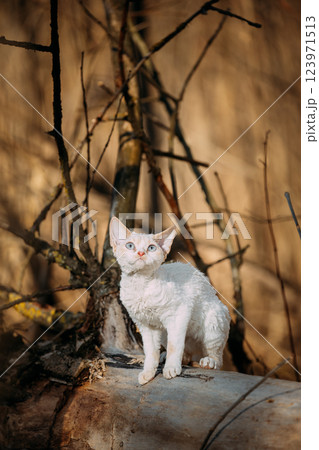Sweet Devon Rex Cat Funny Curious Young White Devon Rex Kitten In Autumn Forest. Happy Pets Concept. Short-haired Cat Of English Breed. Very Small Lovely Pets Lovely Cats 123971513