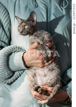 Obedient Devon Rex Cat With Grey Fur Color Sit On Hands. Cats Portrait. Yellow Cat Eyes. Amazing Happy Pets. Pet Friendship Concept Obedient Devon Rex Cat With Grey Fur Color Sit On Hands. Cats Portrait. Yellow Cat Eyes. Amazing Happy Pets. Pet Friendship Concept 123971515