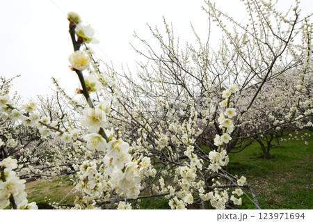 佐布里池 梅まつり 佐布里池 梅まつり 123971694