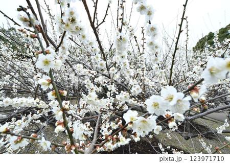 佐布里池 梅まつり 123971710