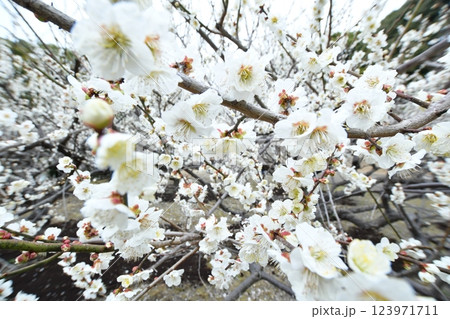 佐布里池 梅まつり 123971711