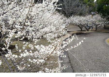 佐布里池 梅まつり 佐布里池 梅まつり 123971715