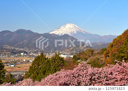 河津桜と富士山 神奈川県 松田町 河津桜と富士山 神奈川県 松田町 123971823