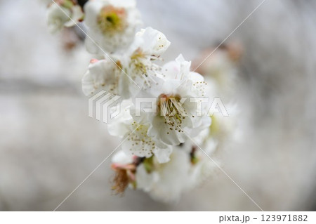 佐布里池 梅まつり(背景ぼかし) 123971882