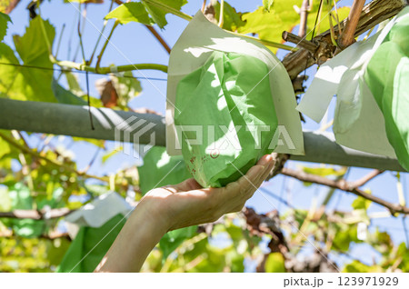秋が旬シャインマスカット狩り 123971929