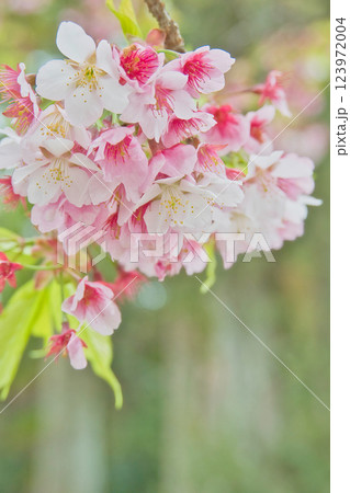 美しいピンクの寒桜 123972004