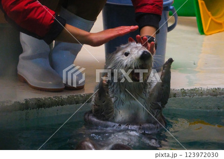 鳥羽水族館のラッコ 鳥羽水族館のラッコ 123972030