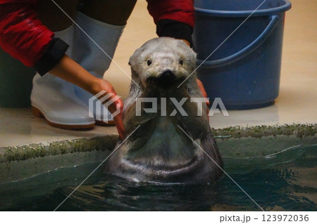 鳥羽水族館のラッコ 鳥羽水族館のラッコ 123972036