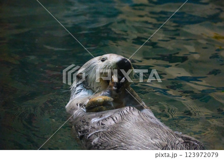 鳥羽水族館のラッコ 123972079