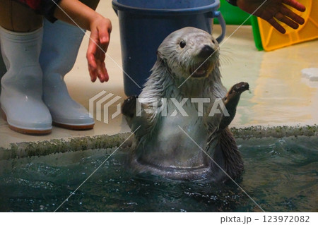 鳥羽水族館のラッコ 鳥羽水族館のラッコ 123972082