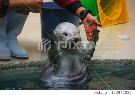 鳥羽水族館のラッコ 鳥羽水族館のラッコ 123972083