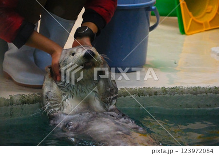 鳥羽水族館のラッコ 鳥羽水族館のラッコ 123972084