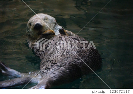 鳥羽水族館のラッコ 鳥羽水族館のラッコ 123972117