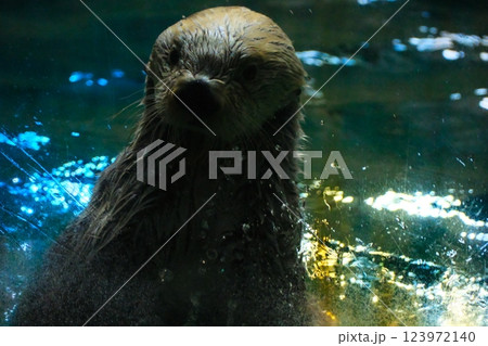 鳥羽水族館のラッコ 鳥羽水族館のラッコ 123972140