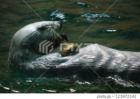 鳥羽水族館のラッコ 鳥羽水族館のラッコ 123972142