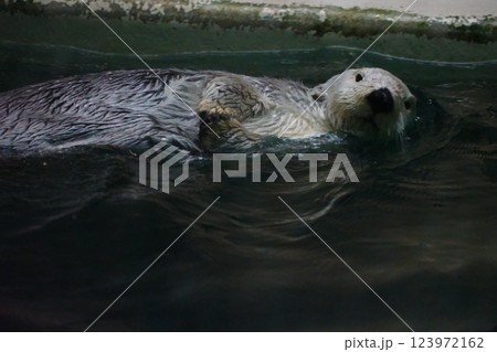 鳥羽水族館のラッコ 鳥羽水族館のラッコ 123972162