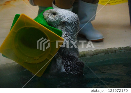 鳥羽水族館のラッコ 鳥羽水族館のラッコ 123972170