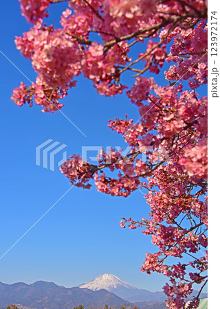 河津桜と富士山 神奈川県 松田町 河津桜と富士山 神奈川県 松田町 123972174