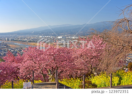 満開の河津桜と足柄の町並み 神奈川県 松田町 満開の河津桜と足柄の町並み 神奈川県 松田町 123972351