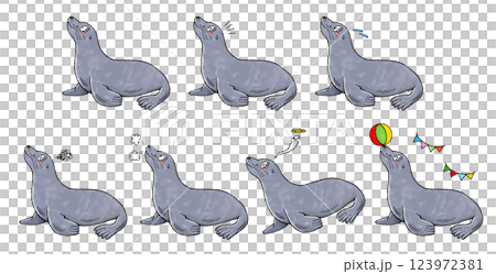 Sealion set 123972381