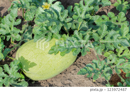 Watermelon grows on a plantation of an agricultural field, summer, season Watermelon grows on a plantation of an agricultural field, summer, season 123972487