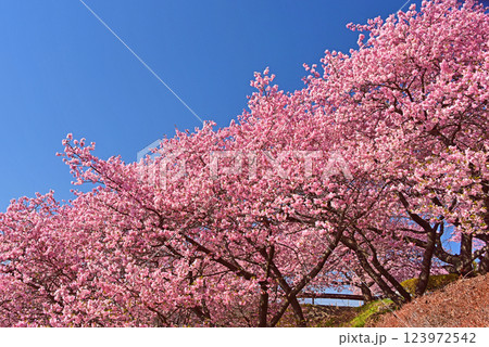 満開の河津桜　神奈川県　松田町　 123972542