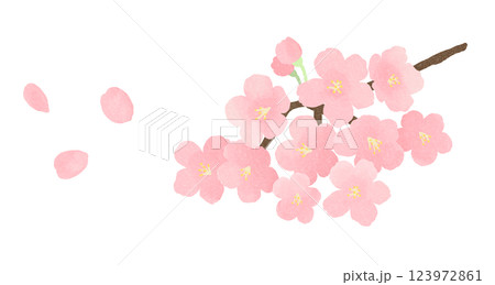 桜の花と花びら 123972861