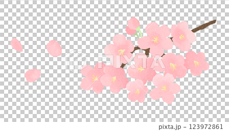桜の花と花びら 123972861