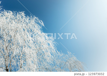 A high-resolution image of a frost-covered birch tree with delicate ice crystals shimmering  123973032