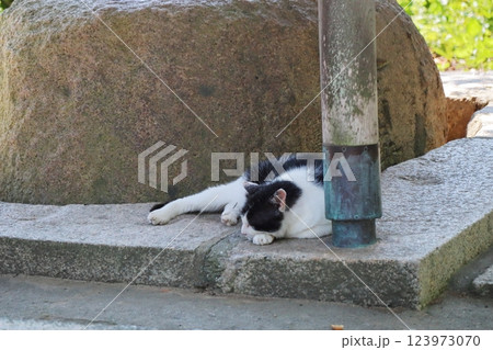 日陰で寝そべる白黒猫 123973070