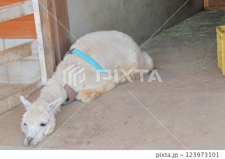砂地に寝そべる白いアルパカ 123973101