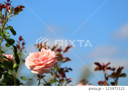 アプリコット色の薔薇 プシュケ アプリコット色の薔薇 プシュケ 123973122
