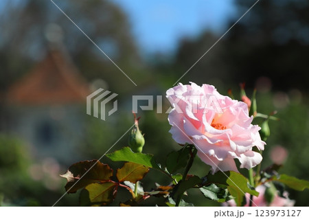 ピンク色の薔薇 ラ・マリエ ピンク色の薔薇 ラ・マリエ 123973127